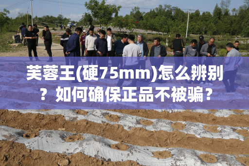 芙蓉王(硬75mm)怎么辨别？如何确保正品不被骗？